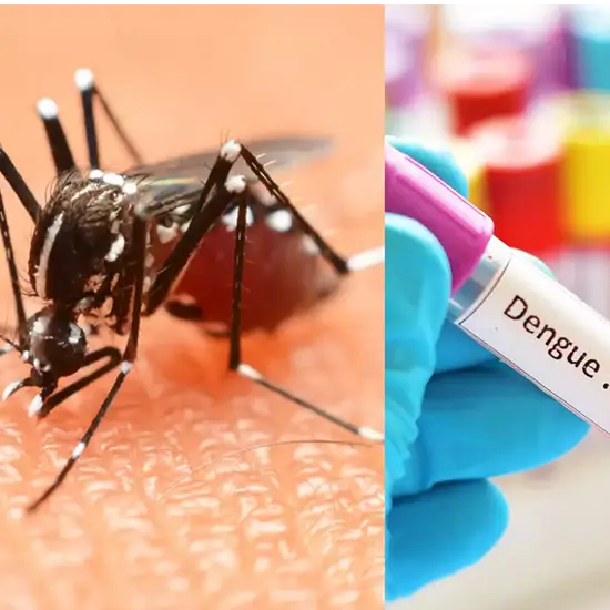 Dengue Fever Antigen Rapid NS1 (non-structural) Test